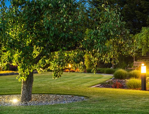 How to Highlight Trees and Landscaping After the Leaves Change